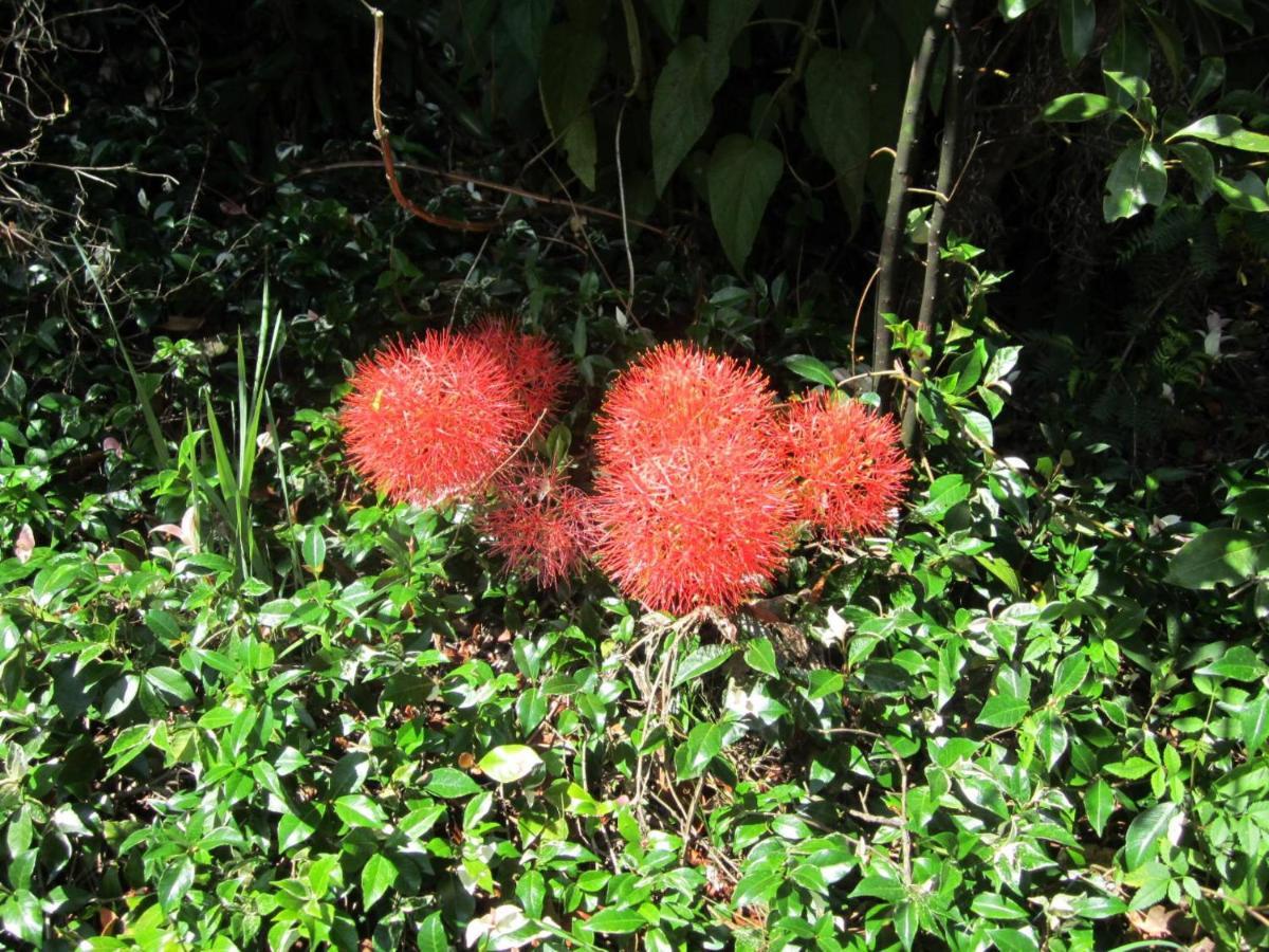 Sunshine Valley Cottages Woombye ภายนอก รูปภาพ